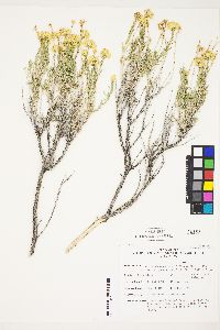 Chrysothamnus viscidiflorus subsp. puberulus image