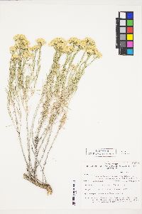 Chrysothamnus viscidiflorus subsp. puberulus image