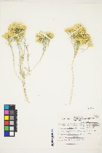 Chrysothamnus viscidiflorus subsp. puberulus image