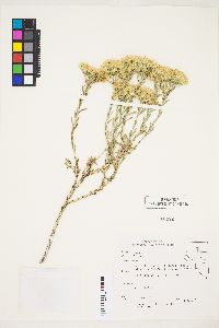 Chrysothamnus viscidiflorus subsp. puberulus image