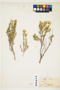 Chrysothamnus viscidiflorus var. viscidiflorus image