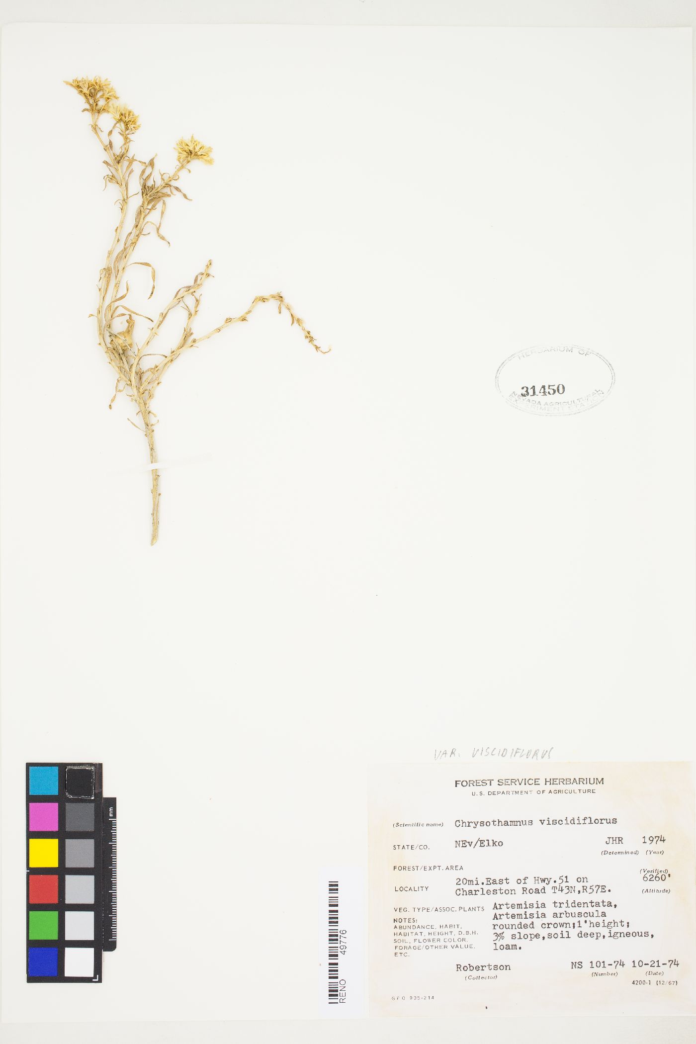 Chrysothamnus viscidiflorus var. viscidiflorus image