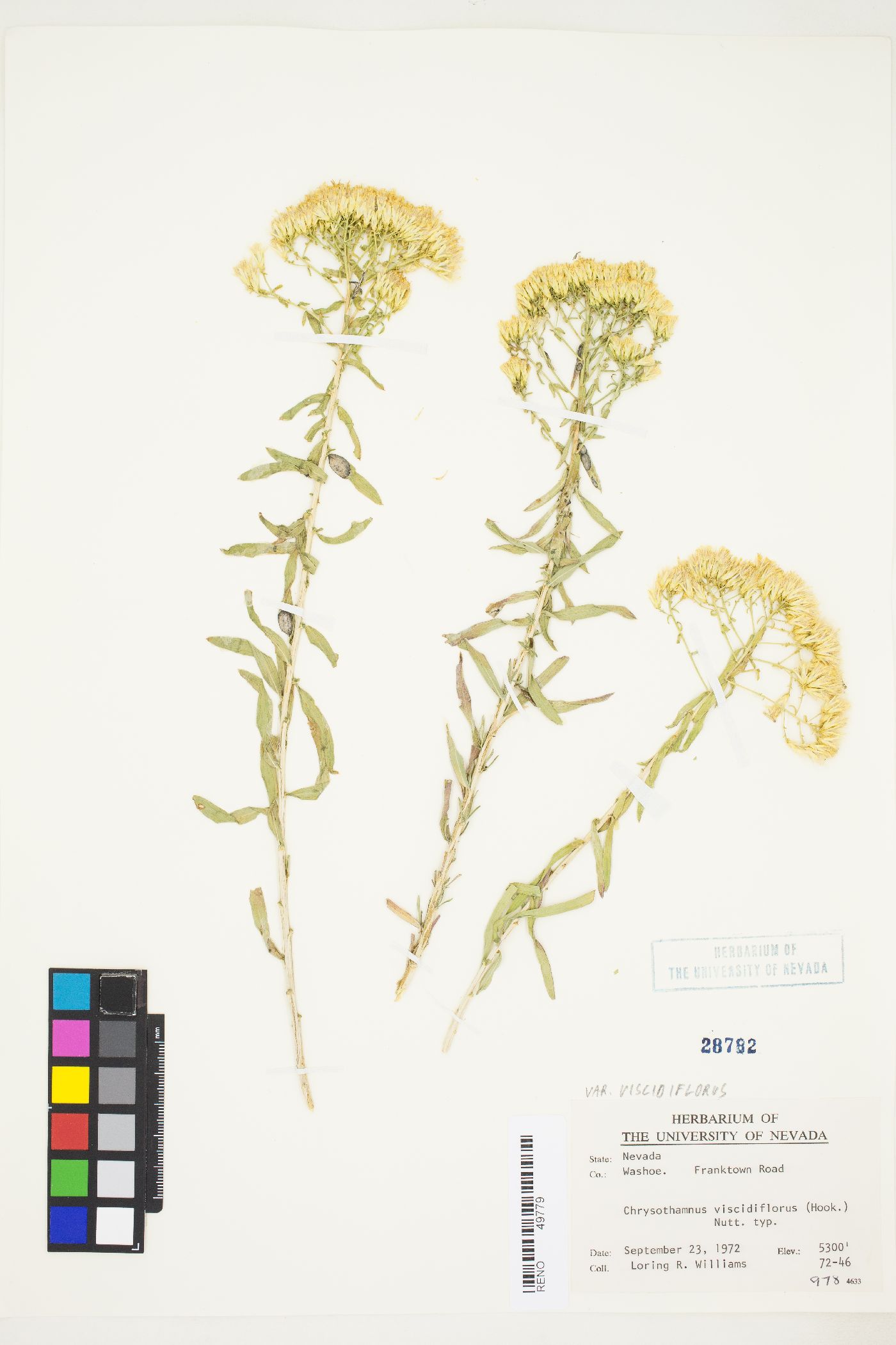 Chrysothamnus viscidiflorus var. viscidiflorus image