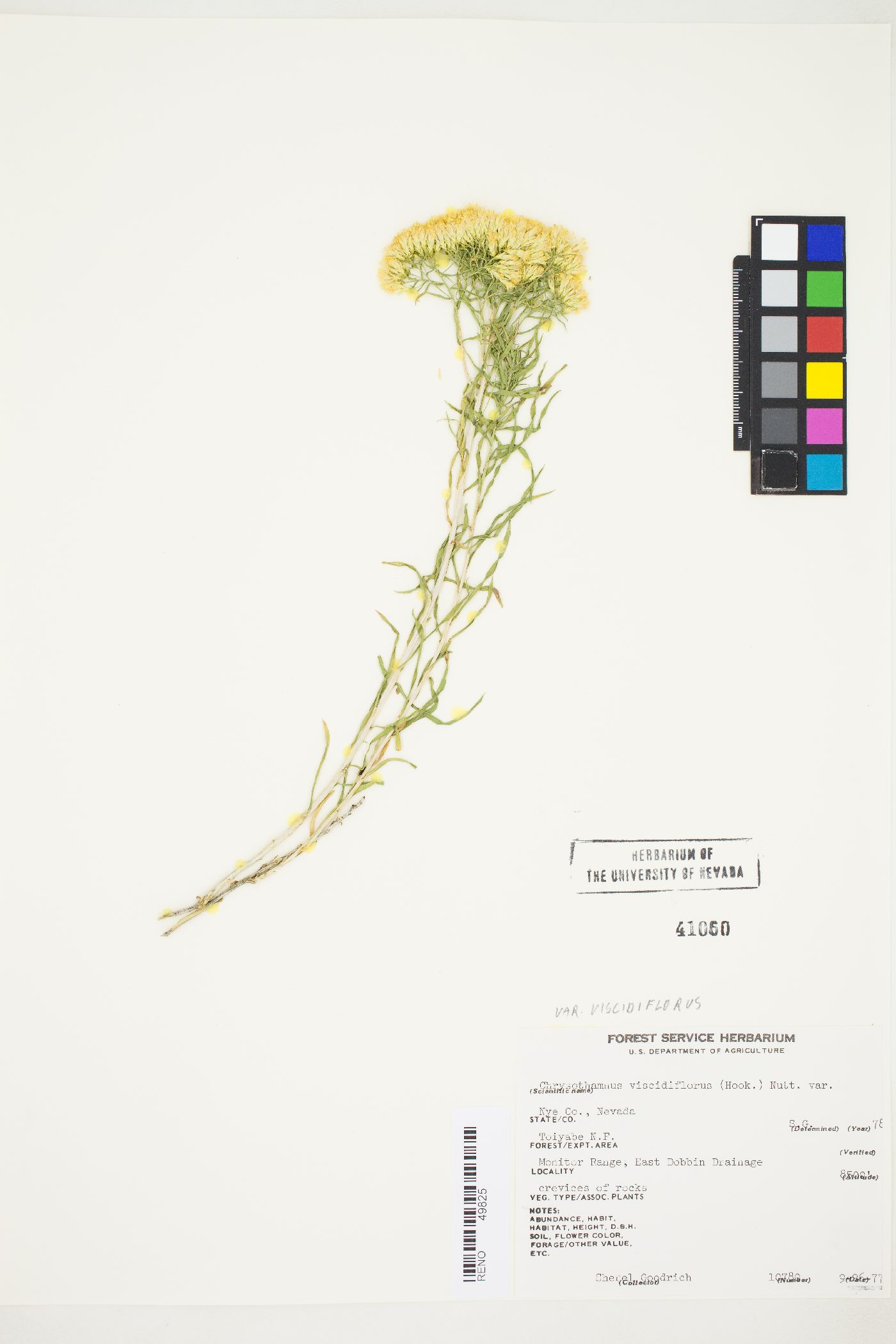 Chrysothamnus viscidiflorus var. viscidiflorus image