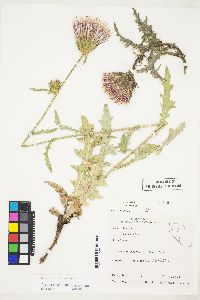 Cirsium andersonii image