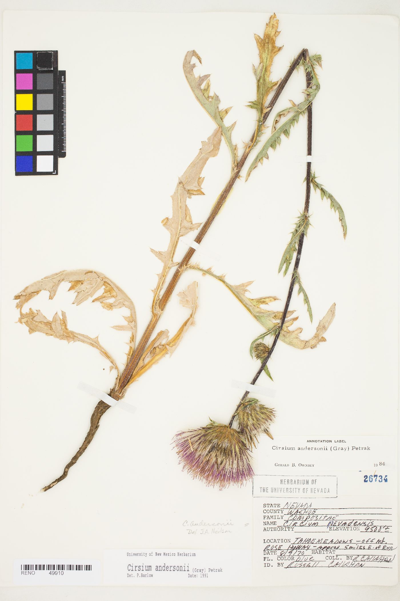 Cirsium andersonii image