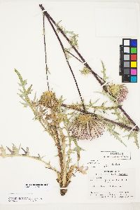 Cirsium andersonii image