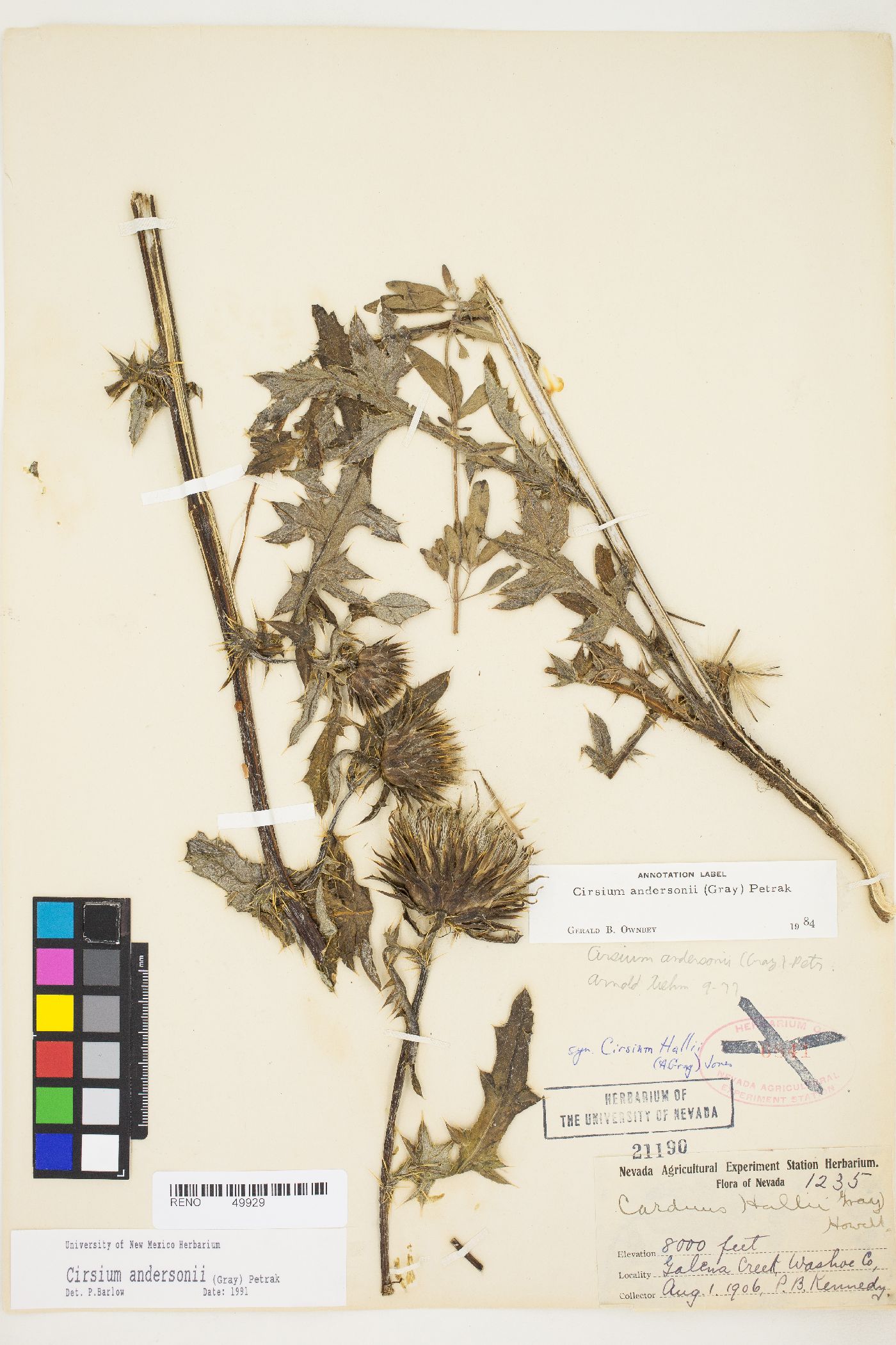 Cirsium andersonii image