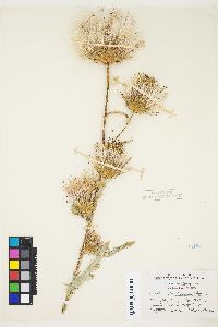 Cirsium andersonii image