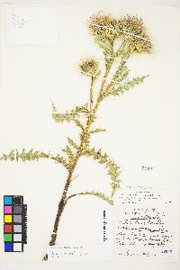 Cirsium viperinum image