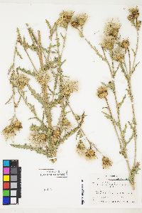 Cirsium inamoenum image