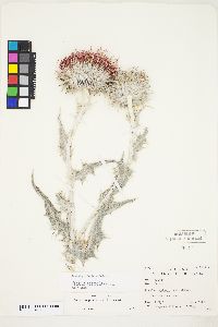 Cirsium occidentale var. candidissimum image