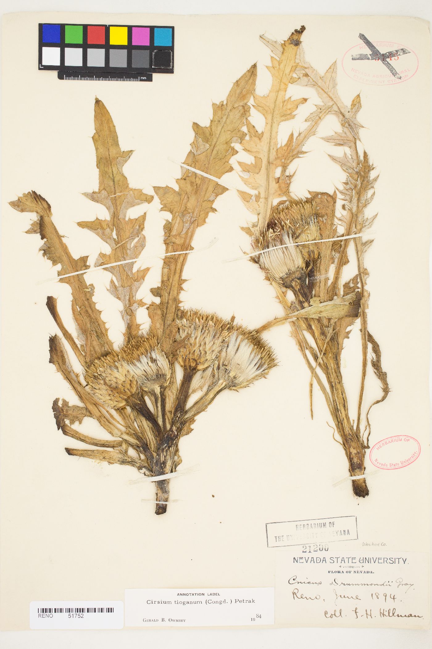 Cirsium scariosum var. scariosum image