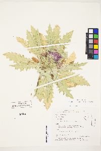 Cirsium scariosum image