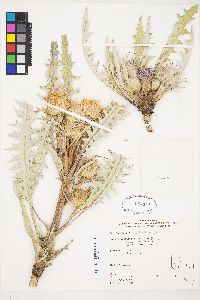 Cirsium scariosum image