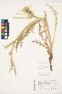 Cirsium tioganum var. coloradense image