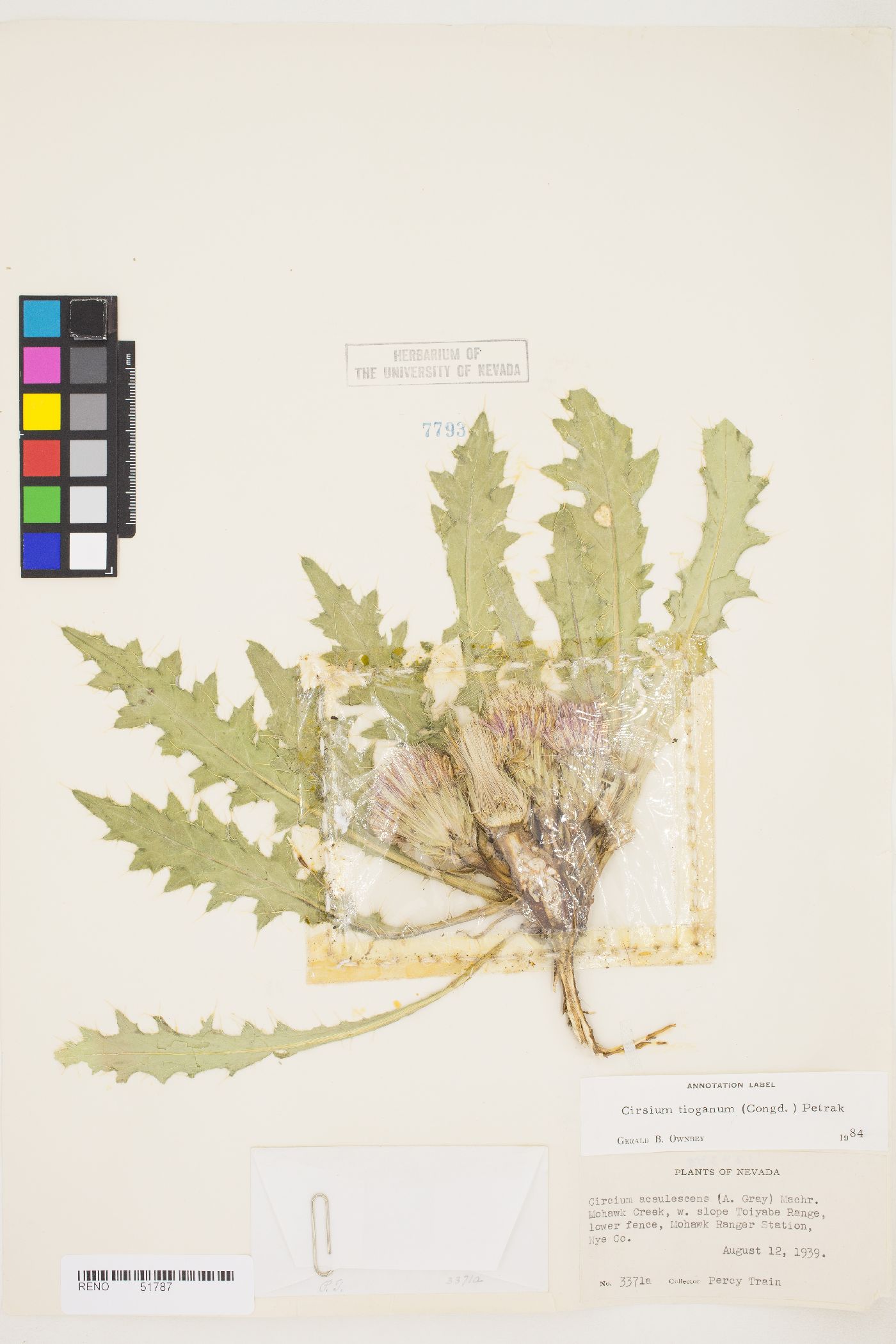 Cirsium scariosum var. scariosum image