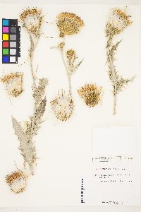 Cirsium undulatum image