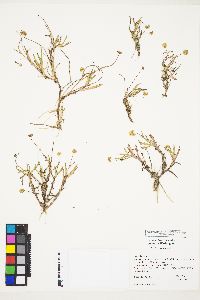 Cotula coronopifolia image