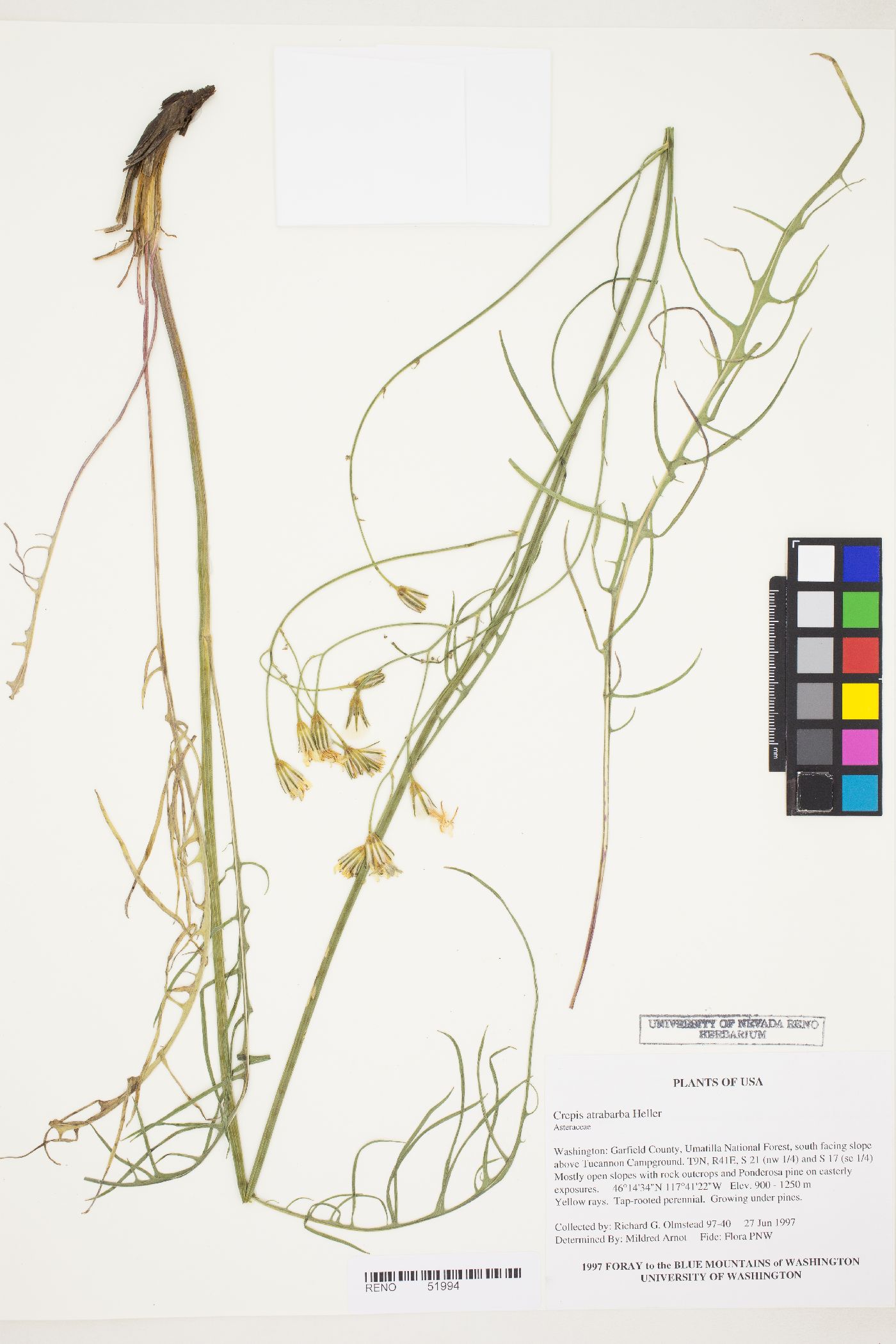 Crepis atribarba image