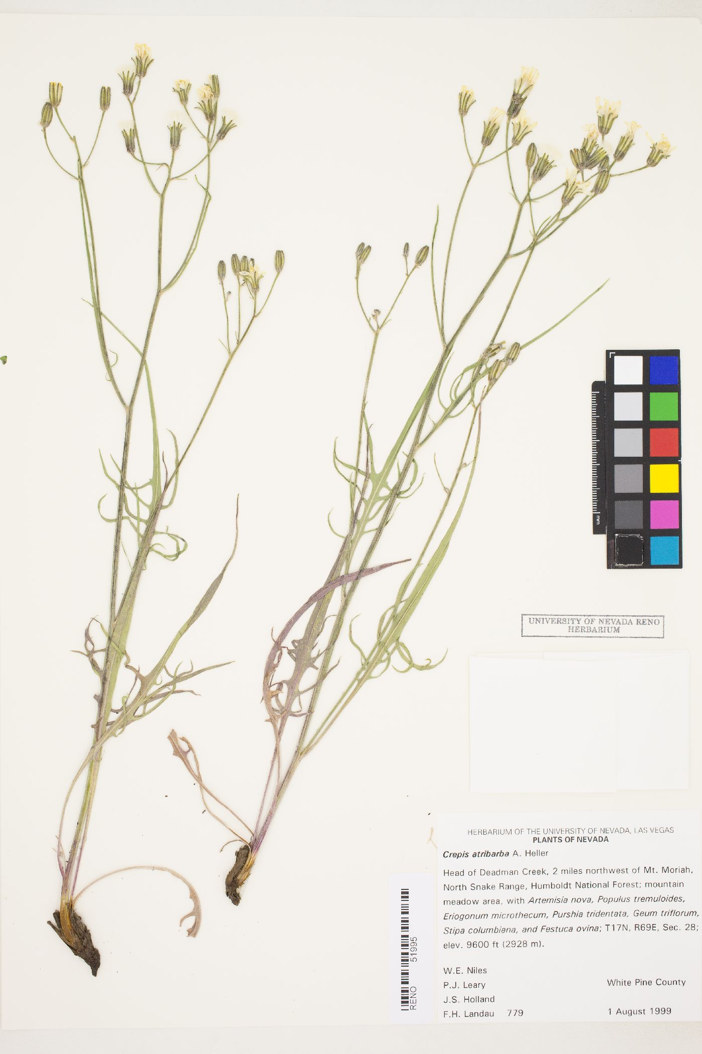 Crepis atribarba image