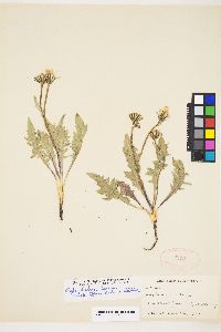 Crepis bakeri subsp. bakeri image