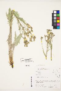 Crepis intermedia image