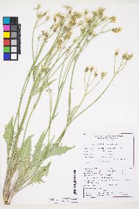 Crepis intermedia image