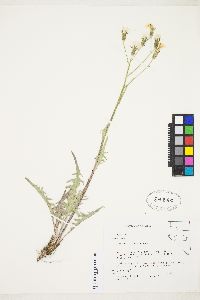 Crepis intermedia image