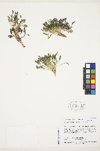 Askellia pygmaea var. ramosa image