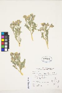 Crepis occidentalis image