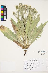 Crepis occidentalis image