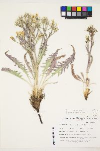 Crepis occidentalis image