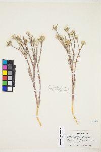 Crepis occidentalis image