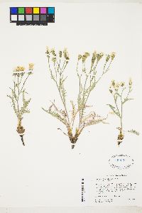 Crepis occidentalis image