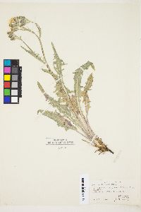 Crepis occidentalis image