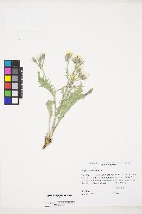 Crepis occidentalis image