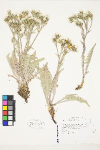 Crepis occidentalis image