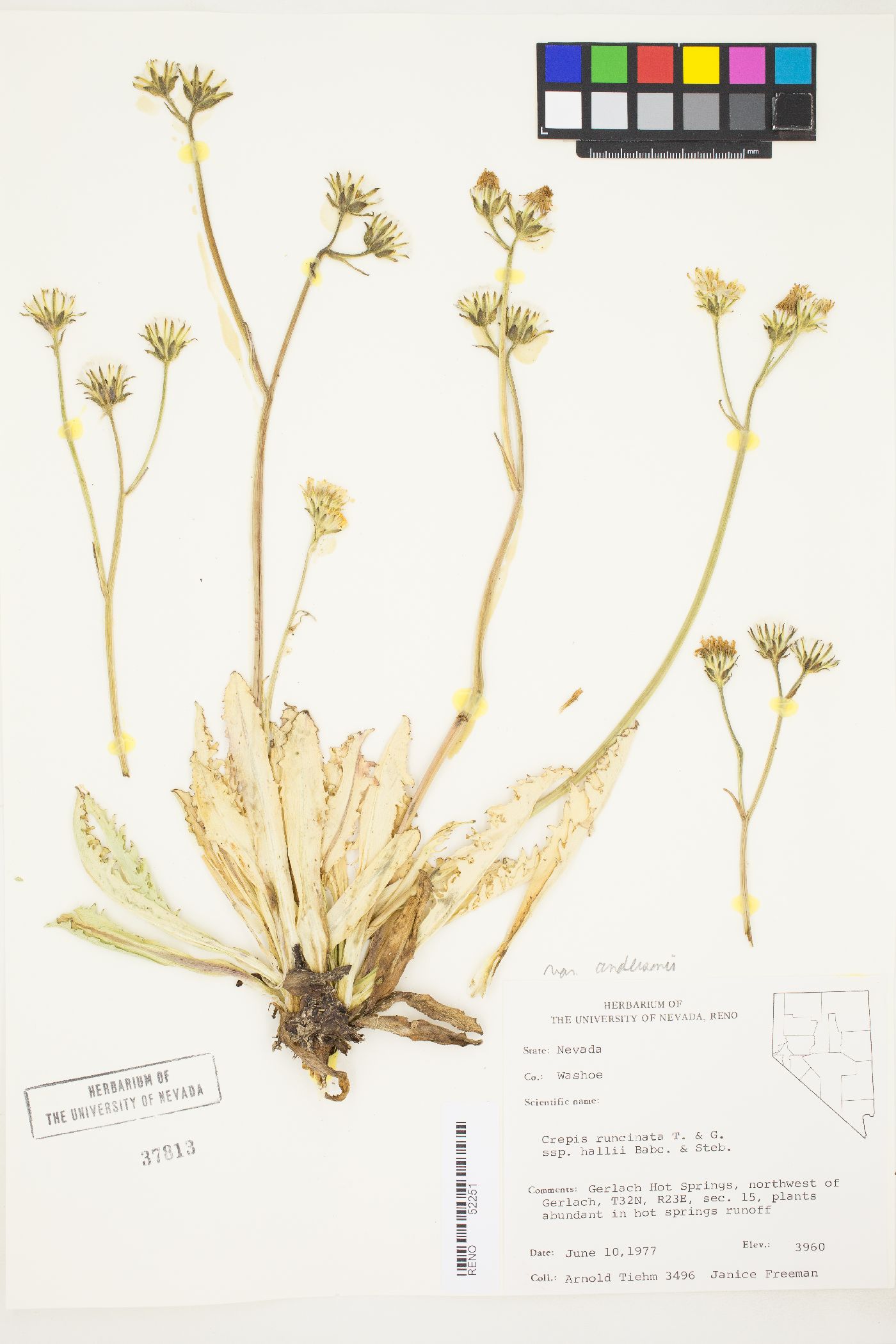 Crepis runcinata var. andersonii image