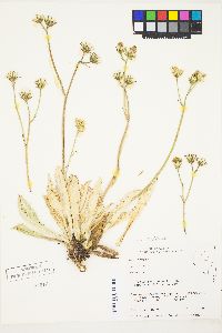 Crepis runcinata image