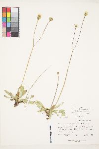 Crepis runcinata subsp. glauca image