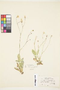 Crepis runcinata subsp. glauca image