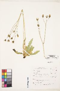 Crepis runcinata image