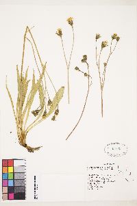 Crepis runcinata image