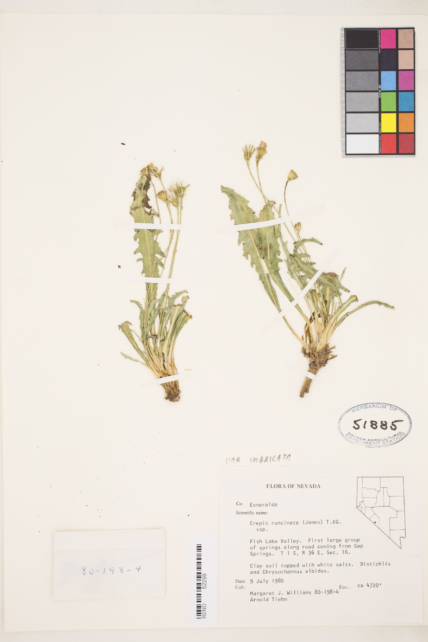 Crepis runcinata var. imbricata image