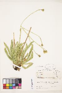 Crepis runcinata var. imbricata image