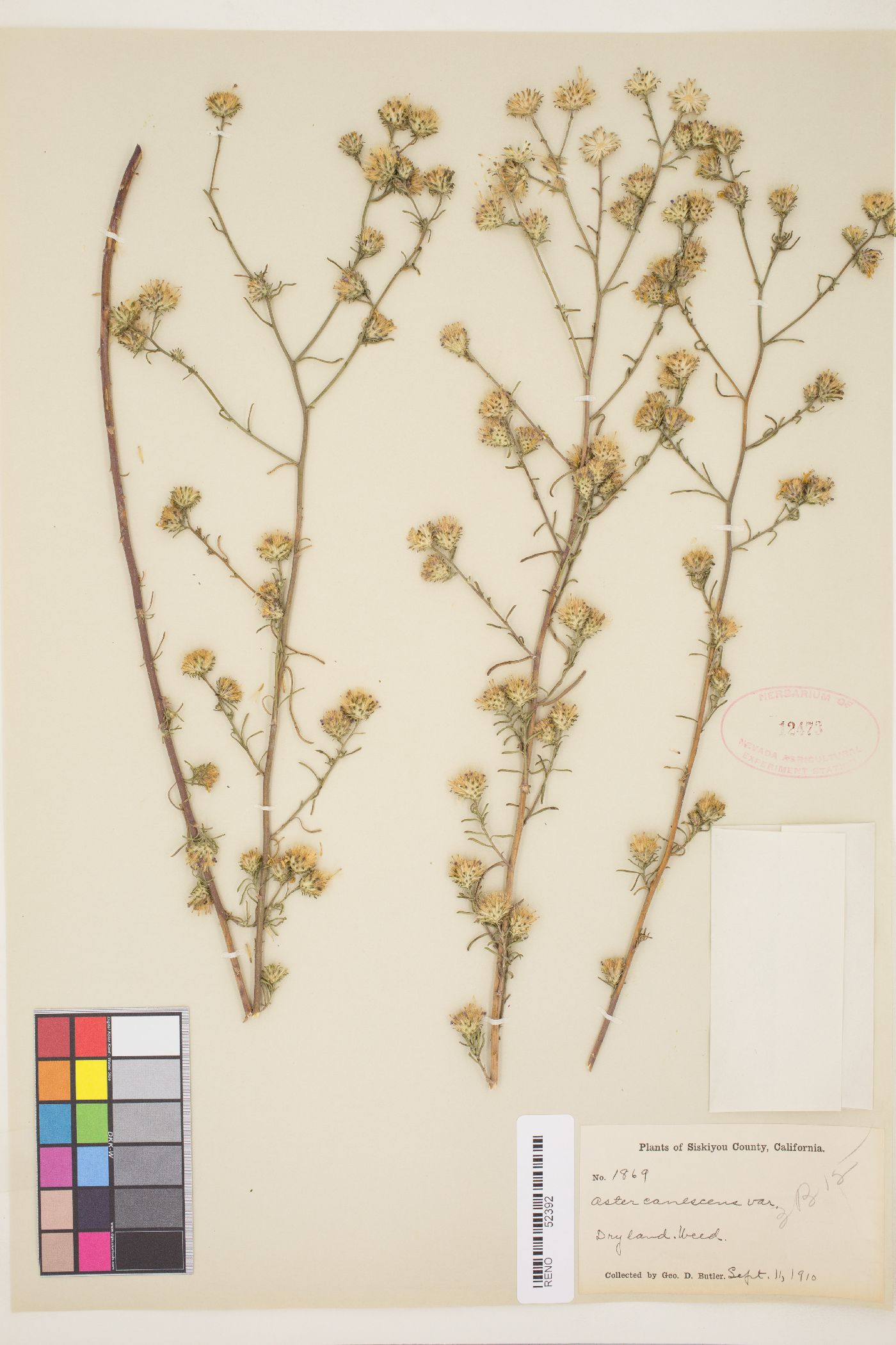 Dieteria canescens var. shastensis image