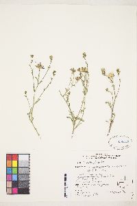 Dieteria canescens var. leucanthemifolia image