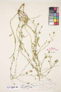 Dieteria canescens var. shastensis image