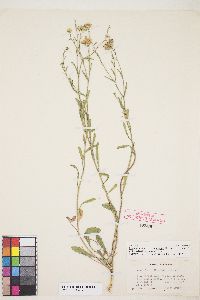 Dieteria canescens var. canescens image